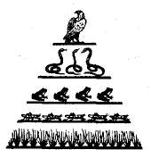 Харчова піраміда